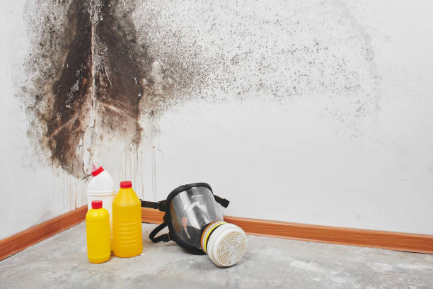 Best Commercial Mold Removal  in San Antonio, TX