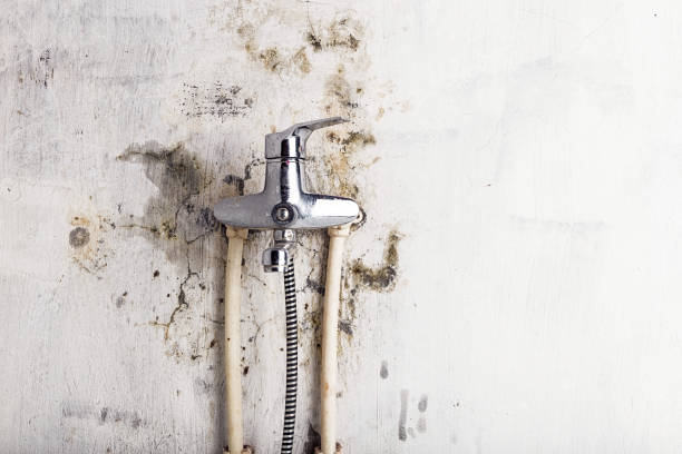 Best Same-Day Mold Removal  in San Antonio, TX