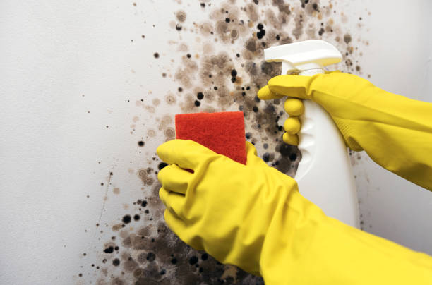 Best Mold Remediation  in San Antonio, TX