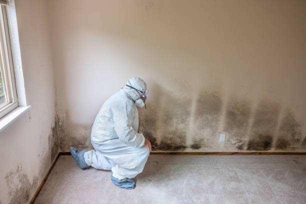 Best Crawl Space Mold Removal  in San Antonio, TX