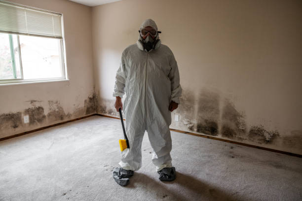 Best Local Mold Removal Service  in San Antonio, TX